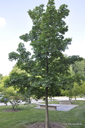 Acer Rubrum 'Pacific Sunset' — photo 2